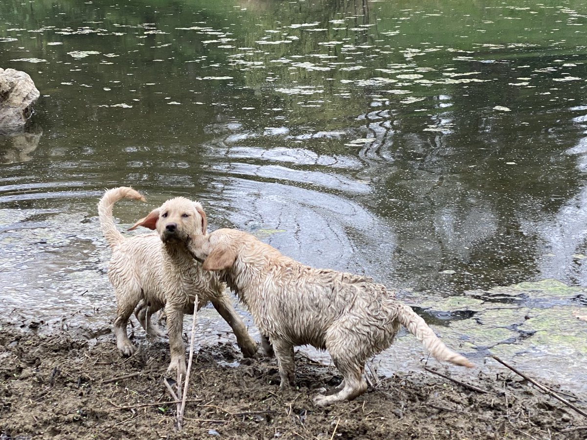 ann klee tweet media