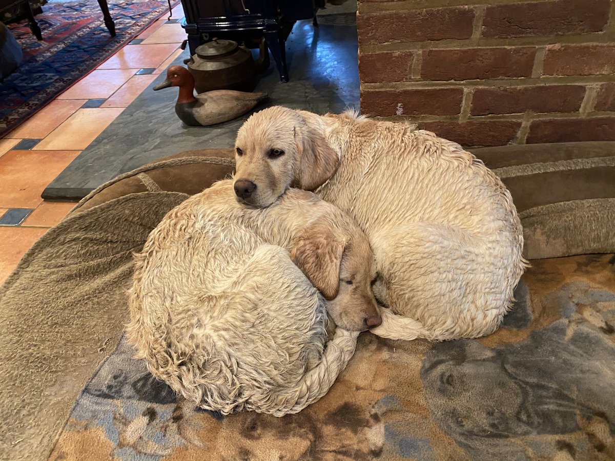 ann klee tweet media