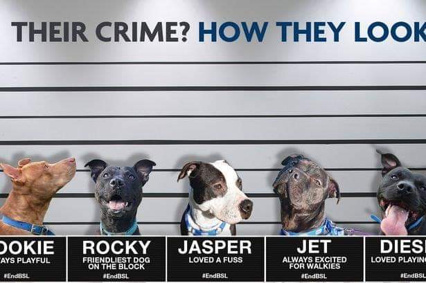 Angela Hoy (@hoy_angiehoy) on Twitter photo Please please #sign And #rt #endBSL still police are seizing people's furry family members during this time of #isolating 😠
petition.parliament.uk/petitions/3005…
<a href="/StopBSLUK/">Save Our Seized Dogs</a> <a href="/IAATA2016/">IAATA</a> <a href="/SAMPAuk_/">Stolen&Missing Pets</a> <a href="/sammeegiles/">Samantha Giles (blue tick)</a> <a href="/Dr_Dan_1/">Dr Daniel Allen</a> <a href="/MissingPetsGB/">Missing Pets GB</a> <a href="/MENnewsdesk/">Manchester News MEN</a> <a href="/samyarwood89/">Samantha Yarwood</a> <a href="/rosiedoc666/">Rosie Doc</a> <a href="/RescuesSmiles/">Staffie_smiles_rescues</a> Please please #sign And #rt #endBSL still police are seizing people's furry family members during this time of #isolating 😠
petition.parliament.uk/petitions/3005…
<a href="/StopBSLUK/">Save Our Seized Dogs</a> <a href="/IAATA2016/">IAATA</a> <a href="/SAMPAuk_/">Stolen&Missing Pets</a> <a href="/sammeegiles/">Samantha Giles (blue tick)</a> <a href="/Dr_Dan_1/">Dr Daniel Allen</a> <a href="/MissingPetsGB/">Missing Pets GB</a> <a href="/MENnewsdesk/">Manchester News MEN</a> <a href="/samyarwood89/">Samantha Yarwood</a> <a href="/rosiedoc666/">Rosie Doc</a> <a href="/RescuesSmiles/">Staffie_smiles_rescues</a>