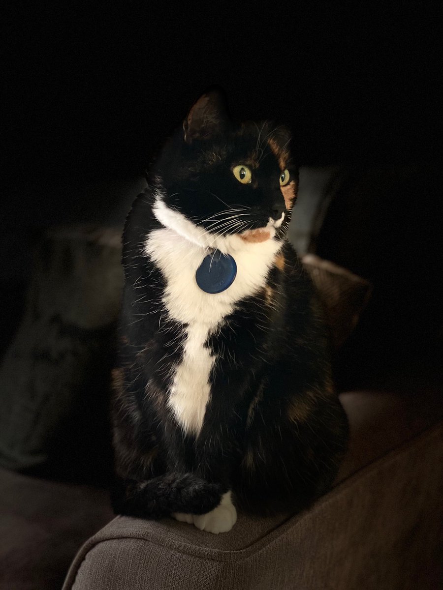 Becky13907's tweet photo. @Battersea_ Mary, aged 16 from the RSPCA 13 years ago. Still a crazy, bossy, naughty tortie!! 🐭🤦🏼‍♀️🐱 https://t.co/8dPgDcw0rO