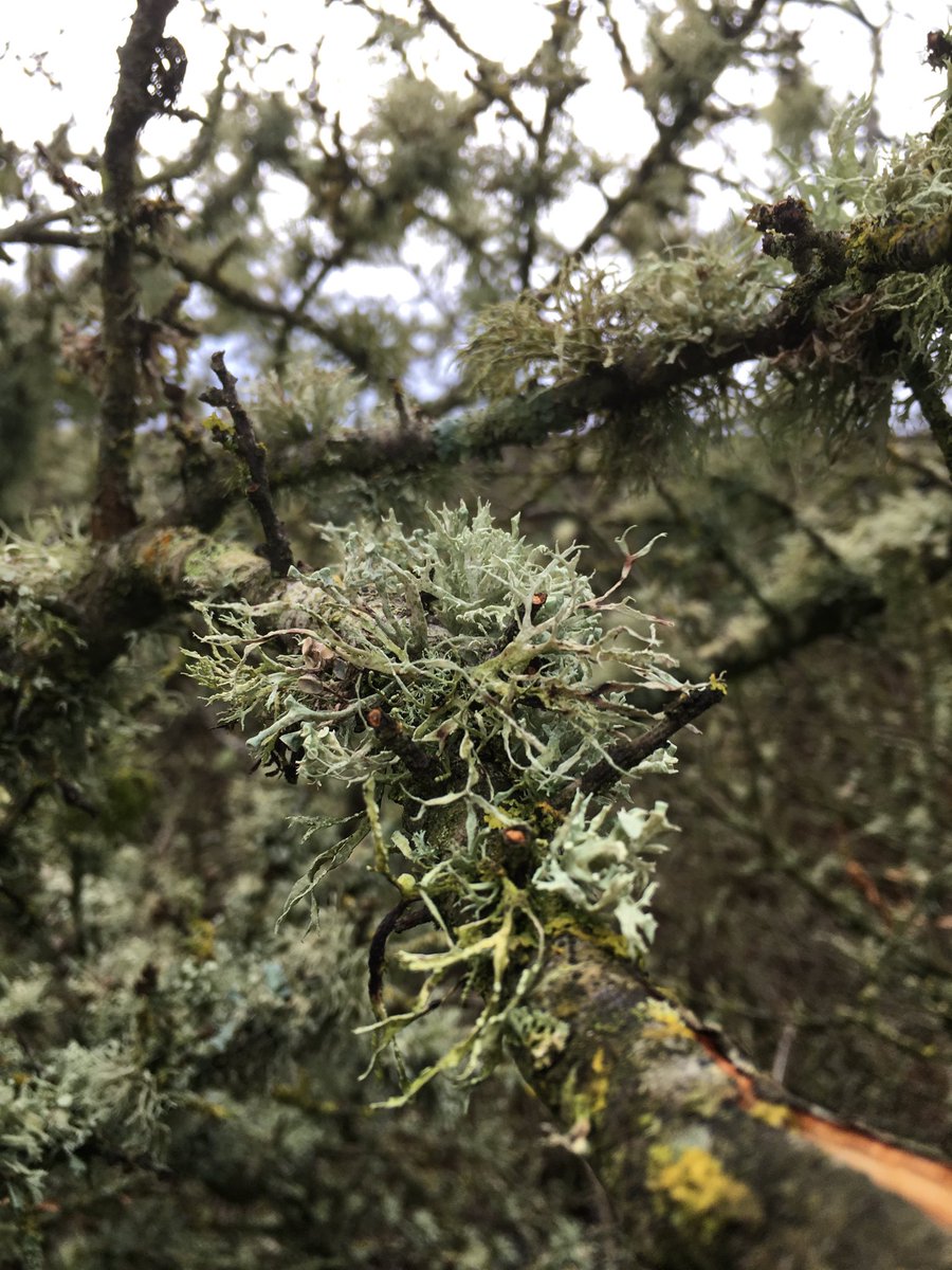 BryanECollis's tweet photo. ⁦@jderekrees⁩ My favourite lichens are like little trees. https://t.co/6kTvwAEmKM