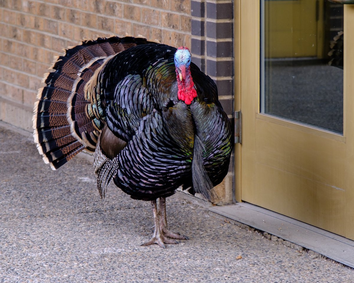 Turk has wandered over to Manuel Latruwe Bakery, doing his best to support local #yyc businesses.
He is definitely new in the Beltline, but he has not escaped from the zoo &amp; there is no need to call us about him; at this time, there is nothing we can do. #RamsayTurkey