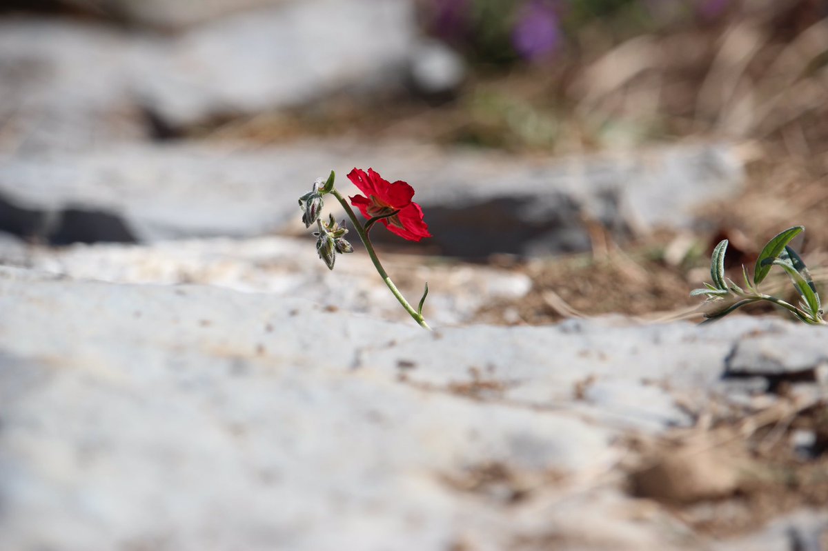 Il n'y a pas de recette pour grimper au sommet de soi-même. Tout ce que l'on peut faire, c'est aiguiser sa sensibilité... au drame, au sens, à la structure, au rythme et à la beauté des choses, alors peut-être l'inspiration viendra à nous, de tout et de partout à la fois .