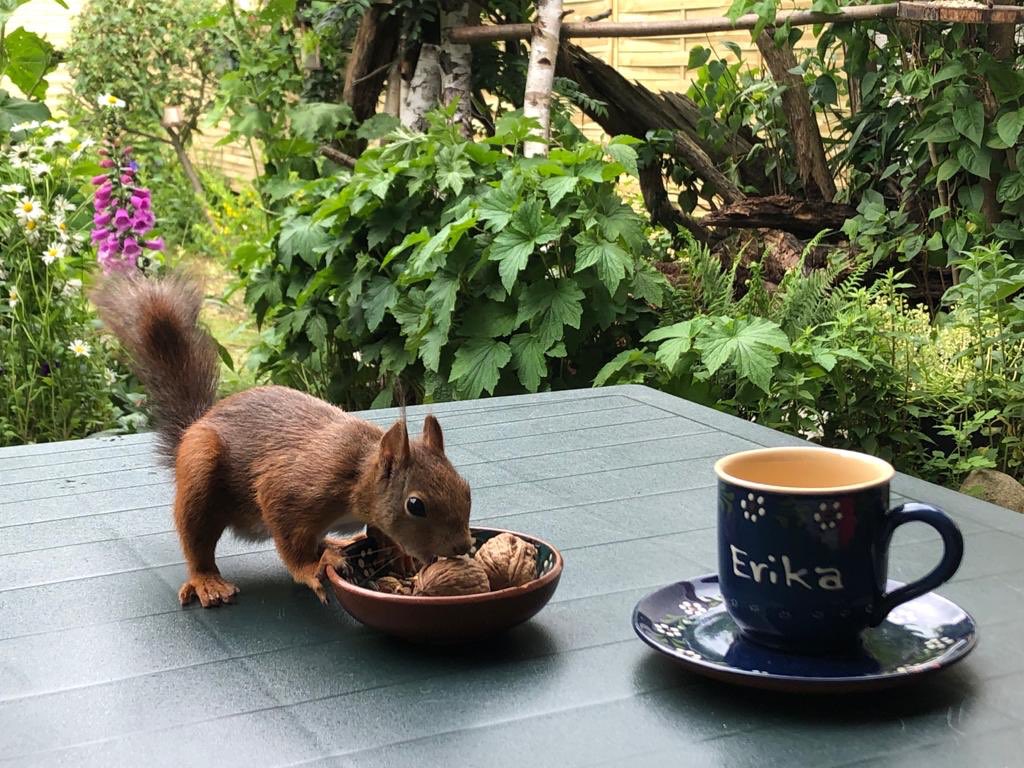 #Werbung #DianeJordan #EkaHein #KarstenJordan #Fotografie #Nüsse #BunzlauerKeramik #StayAtHome #Lieblingsgeschirr #FrauNüssli 🐿🥜Für unsere liebe Frau Nüssli gibt es selbstverständlich 🥜📸