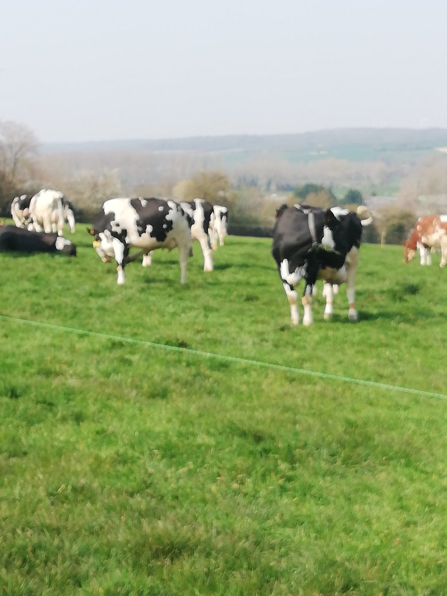 Les vaches sont aller prendre le ration d'herbe ce matin sans se rendre compte du changement horaires en fait je leur ai pas dit je pense qu'il n'y a que moi que ça va déranger #Confinementjour13 #leslaitiersresponsables 
#paturagej12
Pour l'heure on verra plus tard