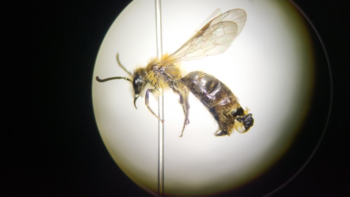 WildBnB's tweet photo. #Stylops This male Andrena bee was collected by pantrap in the Sonian Forest on 14.3.2020. It died when a Stylops male (Strepsiptera Stylopidae) was emerging from its abdomen. https://t.co/wuW66bbEcE
