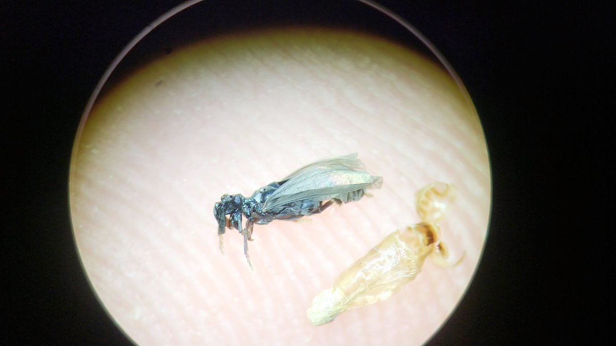 WildBnB's tweet photo. #Stylops This male Andrena bee was collected by pantrap in the Sonian Forest on 14.3.2020. It died when a Stylops male (Strepsiptera Stylopidae) was emerging from its abdomen. https://t.co/wuW66bbEcE