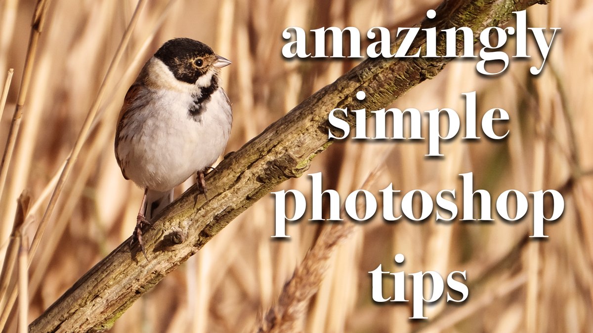 Photographers, beat the #lockdown blues with these Photoshop tips for instant results. RT if you know any other photographers who need a doe of inspiration! #photography #photoshop #tutorial youtube.com/watch?v=aBI-5v…