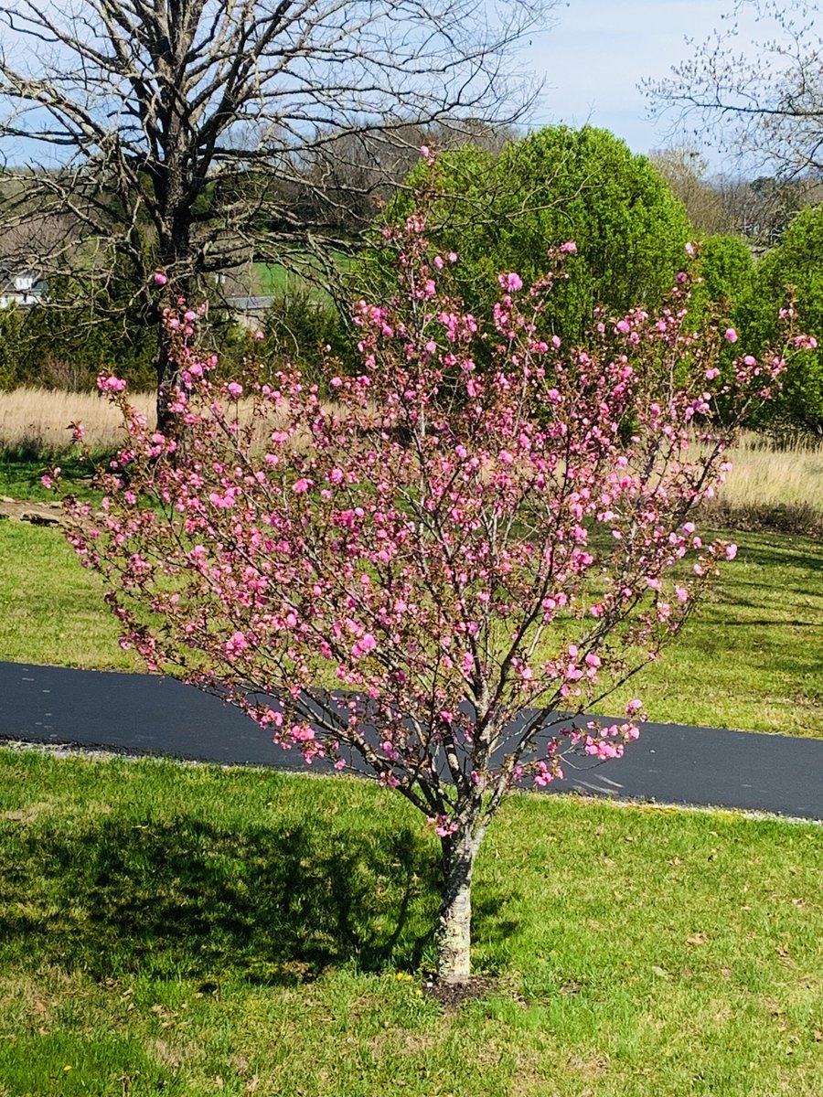 Father, I pray this little cherry tree is displaying to us its spring glory...for the final time (let the reader understand). 😌