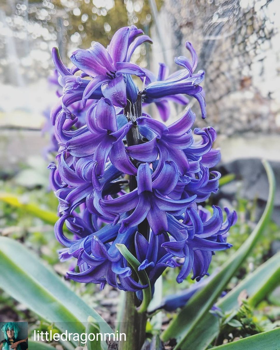 LittledragonMei's tweet photo. Hyacinth growing in the garden
.
.
.
.
#spring #springflowers #bloomingflowers #🌷 #hyacinth #bloominghyacinths #floweringbulbs #flowerphotography #plantphotography #plants
#flowers #blooming #googlepixel2camera #googlepixel2photography #pixel2 #pixel2photography https://t.co/I2scfyqVZ0