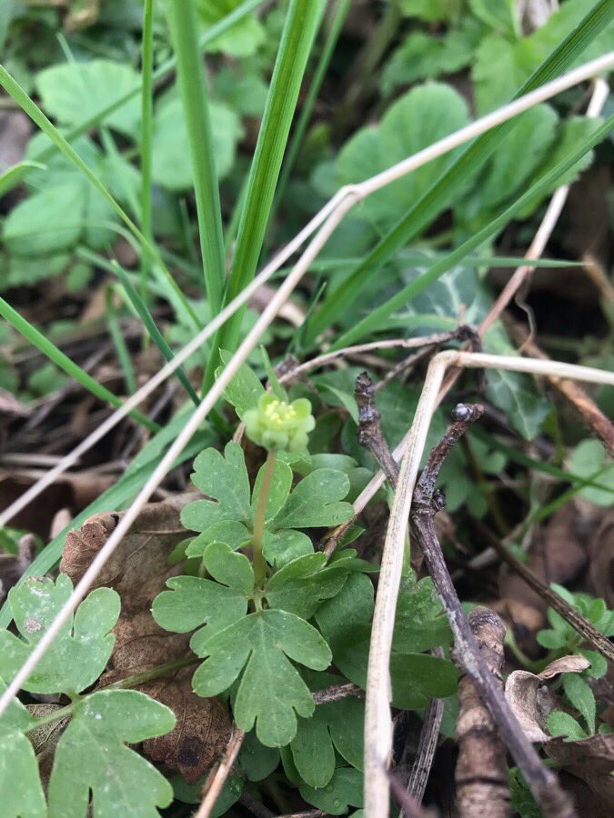 drannaspanna15's tweet photo. From today’s wilderness walk, the tiny, sweet Moschatel and the lovely, large King Cup (marsh marigold) #northyorkshire #wenning #mewith https://t.co/EhWfa5M1Ji