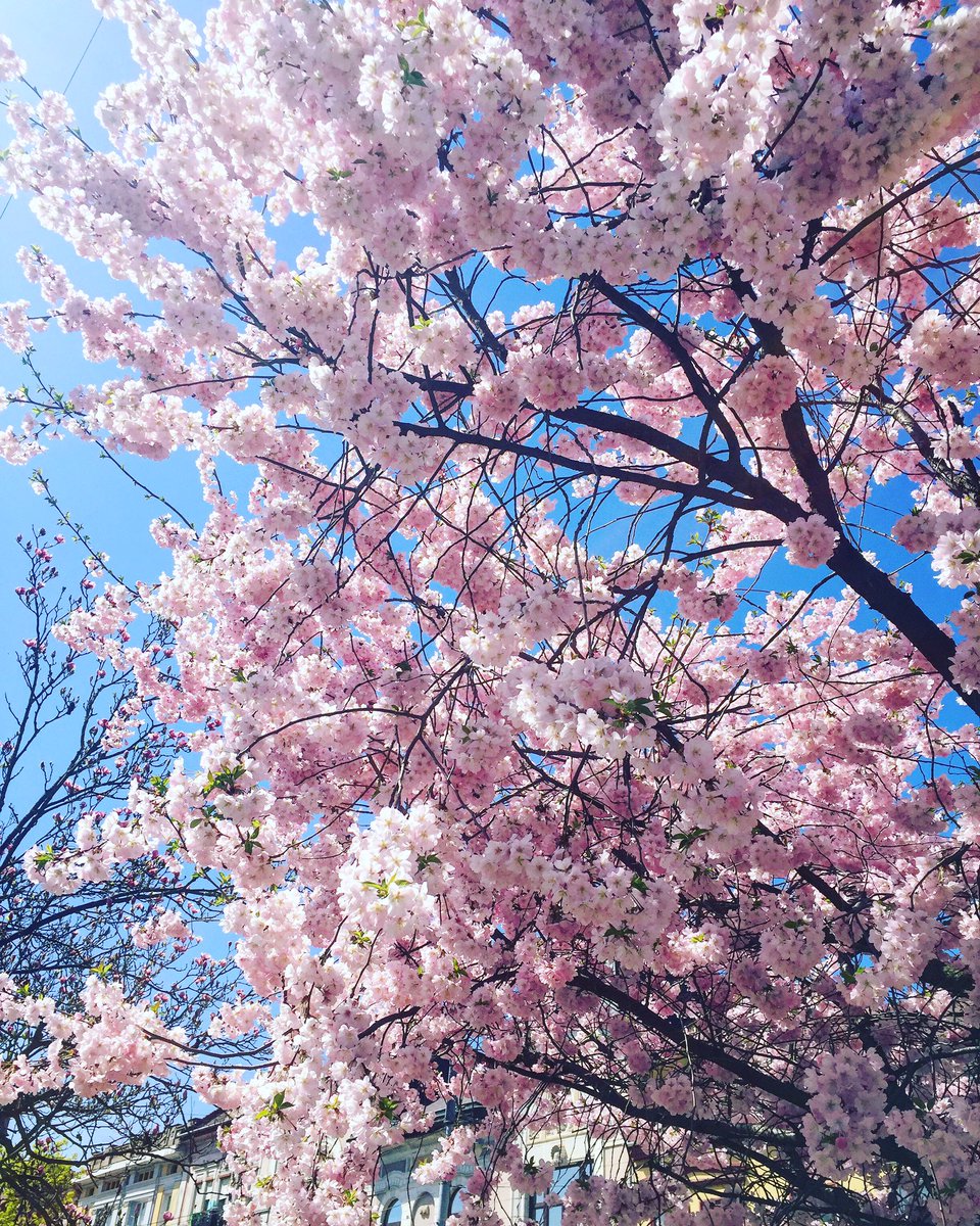 AnnemarieVentel's tweet photo. If trees would last like this forever ๐ธ๐ฟ
#springishere #appletreeflowers #loveflowers #springseason #springflowers #pinkpetals #lovephotography #bloomingtrees #springmyfavoriteseason #bluesky #sunnyday #worldflowers #primavera #blossomingtree ๐ธ๐ฟ๐๐ธ๐ฟ๐๐ธ๐ฟ๐ https://t.co/qcM8KYEVY0