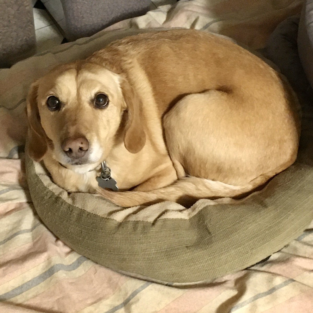 PoindexterPark's tweet photo. #SundayMood: do I have to get out of bed...?!?
#StayHome and #CuddleUp with your #BestFriend!
#beagledachshund #beaglemix #dauchshundmix #cuddlepup #dogbed #dogmom #dogmomlife #dogsitter #dogsofvirginia #dogsofcville #cvilledogs #mansbestfriend #womansbestfriend #warmandcozy https://t.co/XH6djYbnzF