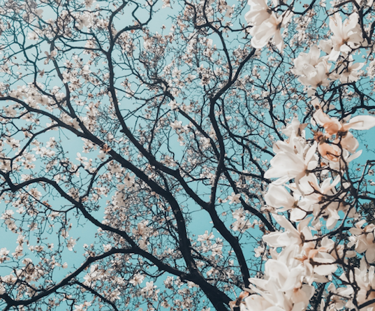 Adeleexpress's tweet image. You have until March 31st to participate in our spring contest! 🌿🌷⁠
⁠
adelehousecleaning.com/contest/hello-…