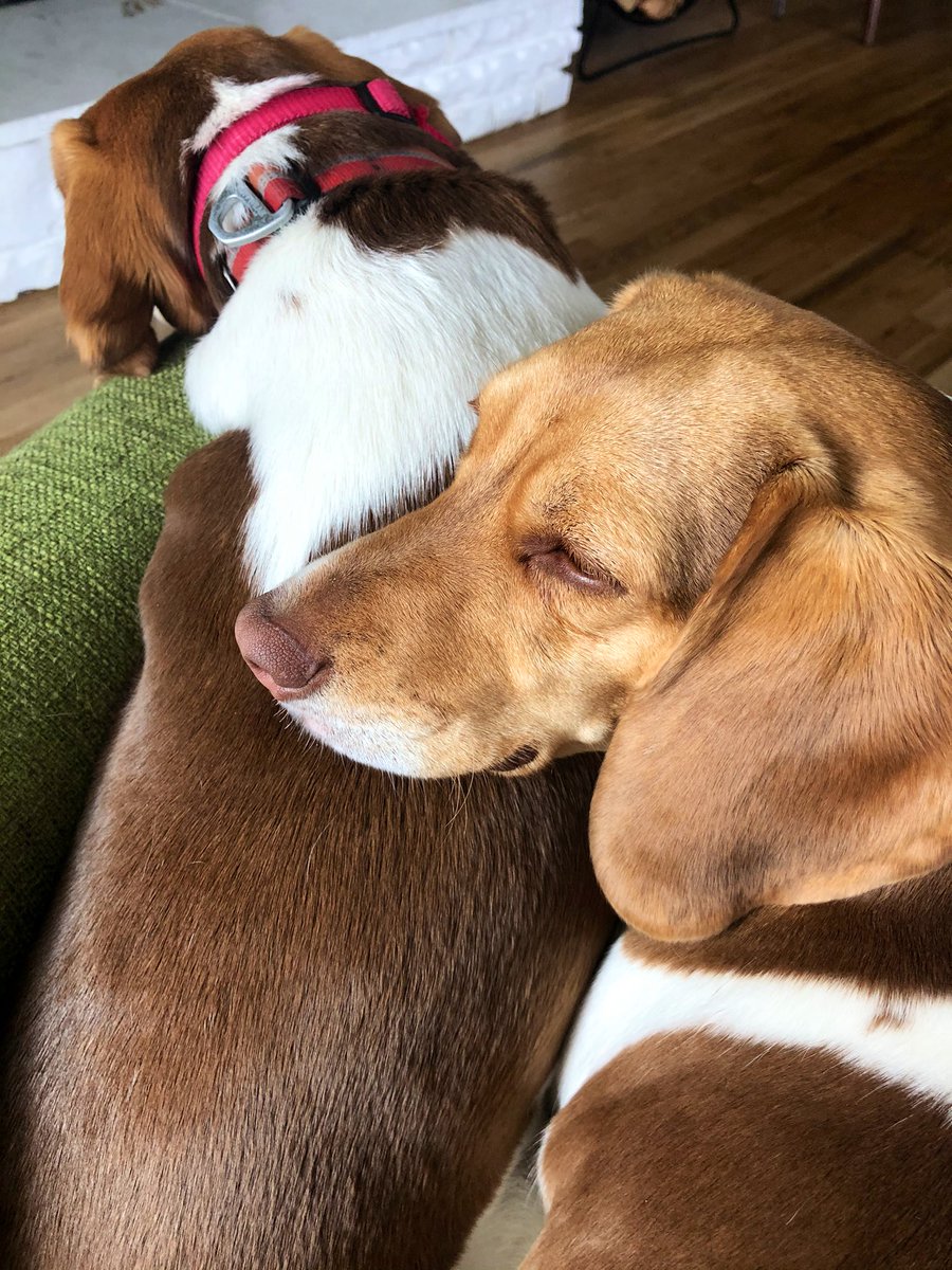 BrewBeagles's tweet photo. Stella always has Butch’s back. Who’s your go to snuggle buddy? #sundaysnuggles #beagles https://t.co/hdkYONMmAB