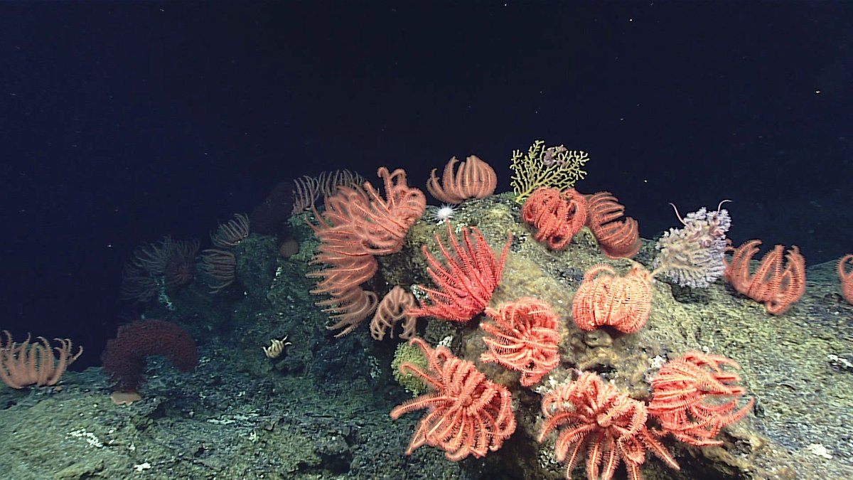 Monday, March 30, 8am Pacific: Onward and Downward! Exploring the Deep Ocean

Join in LIVE to learn how and why NOAA explores the deep ocean (Grades 5-8)

Register at register.gotowebinar.com/register/23807…

(Photo: NOAA OER) #stemathome #stematsea