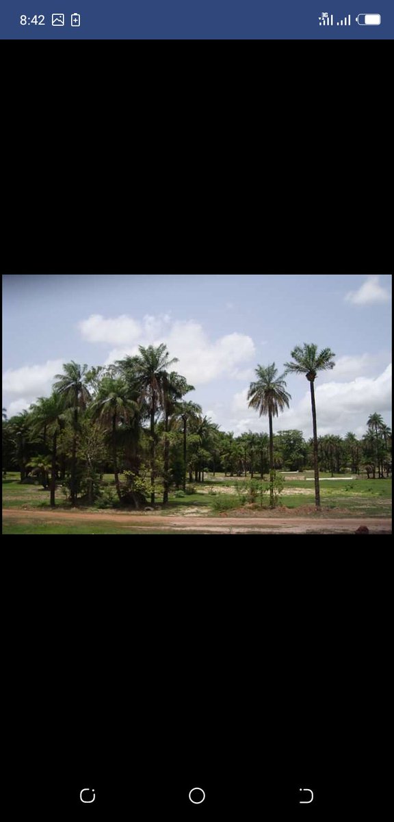 abrahim99306486's tweet photo. This is a place where we want to build a church for our community so we are asking for your donation and support for the sake of the good Lord.  

That's is the bank details 
Account name: Mamour sey
Account number 4010601957 https://t.co/HjEOs3dY2a