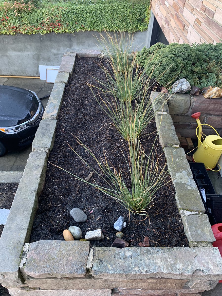 SmthOperAtr's tweet image. #heyswansons We’re updating the front of our house this summer and are looking for some annuals to pair with these grasses.  These beds are west-facing and get lots of sun.  We’ve got brick with black trim and our front yard plantings are white, pink, and purple.  @Swansons