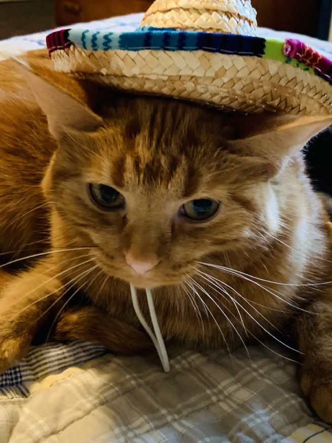 Meet our Pet of the Week!

"We adopted June from the Pet Adoption Event in Winnetka last June. It took no time at all for June to settle into her new Winnetka life." - The Hourihane Family

winnetkacurrent.com/p/news/pet-wee…