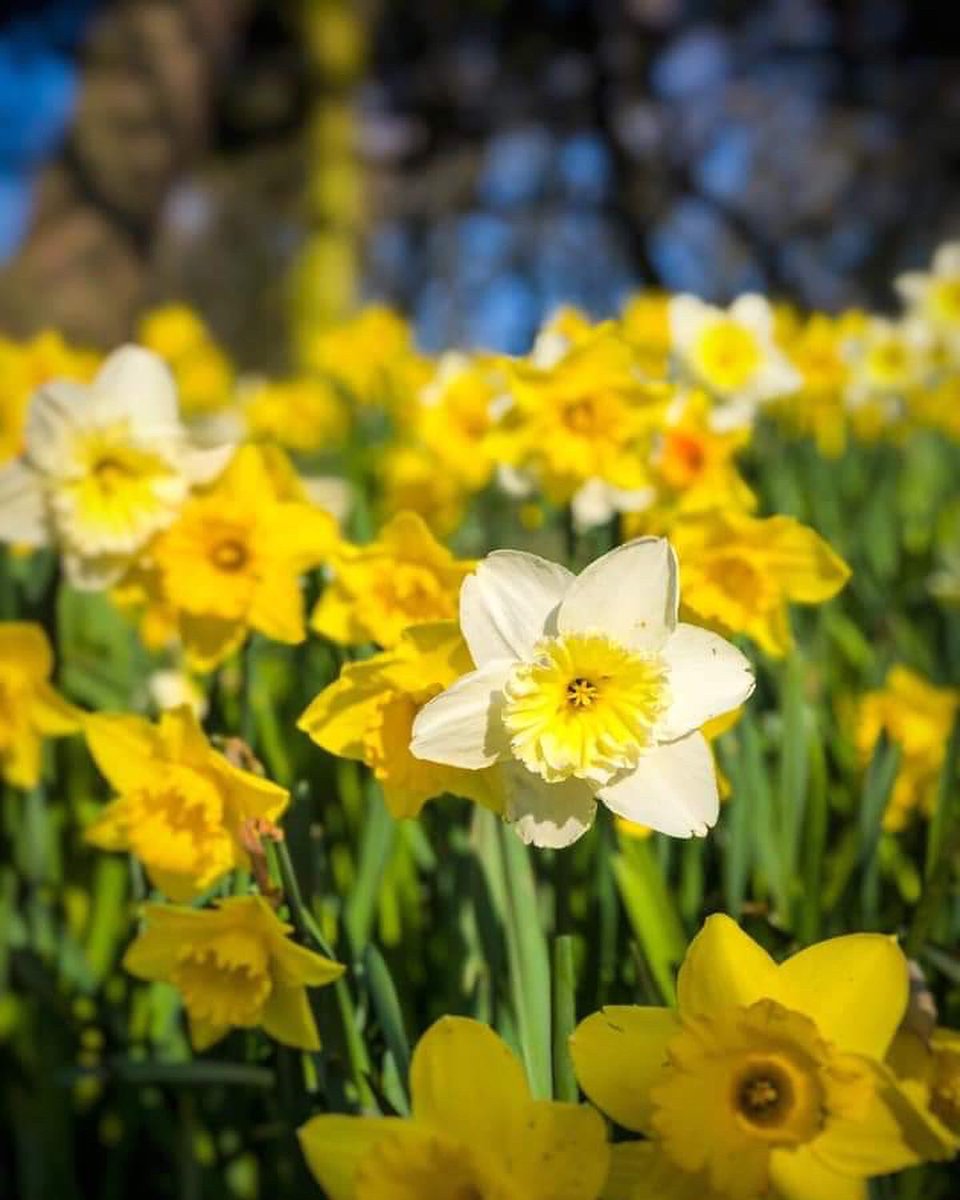 HBHBPL's tweet image. S P R I N G S P I R A T I O N 

We love that everyday @visitBlackpool are brining you all a daily dose of Blackpool through Facebook. What a fabulous way to stay connected whilst not being able to travel.  

📸: Richard Jon Photography