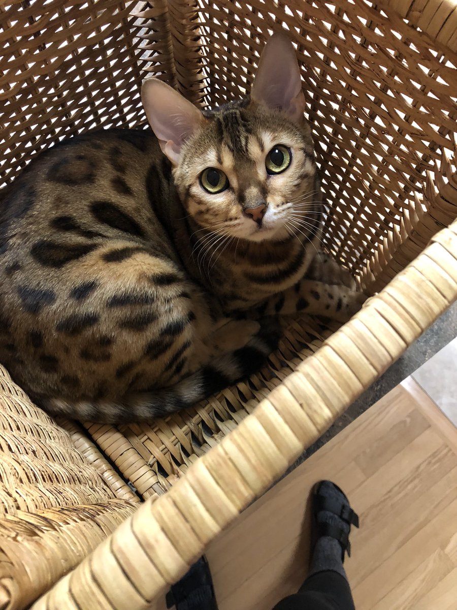 JoleneSilva's tweet photo. @normsworld This is Lucy ♥️ https://t.co/Y3poLEfAY9