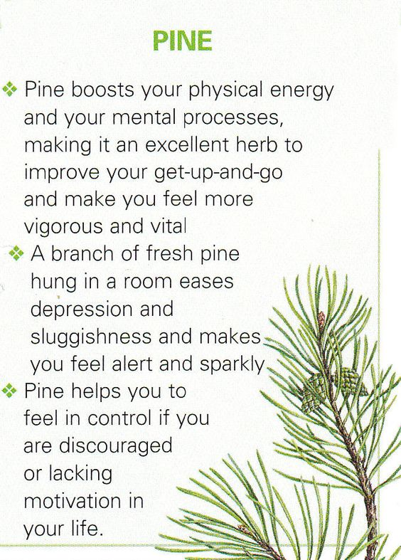 Pine is a good scent for these trying times - 
#treehugforhealth