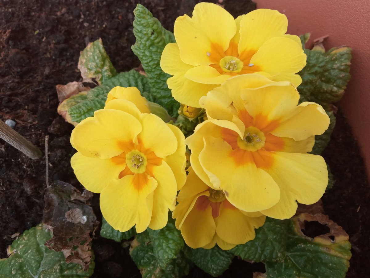 KingaSprober's tweet photo. The best of my primrose collection from @ThompsonMorgan ❤️ https://t.co/5bX7XQRzh8