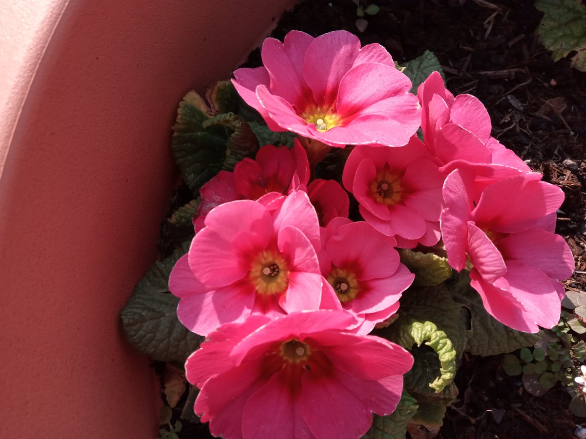 KingaSprober's tweet photo. The best of my primrose collection from @ThompsonMorgan ❤️ https://t.co/5bX7XQRzh8