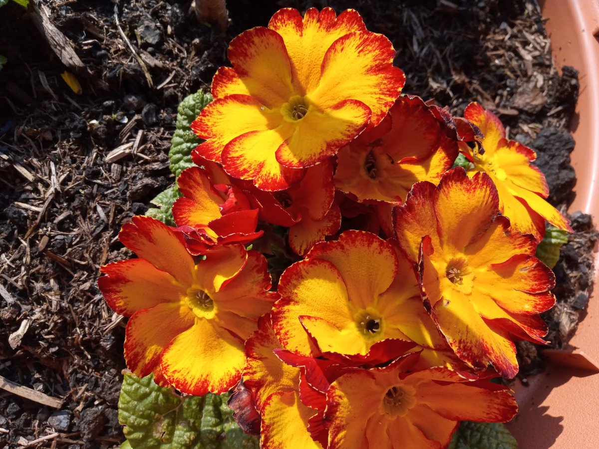 KingaSprober's tweet photo. The best of my primrose collection from @ThompsonMorgan ❤️ https://t.co/5bX7XQRzh8