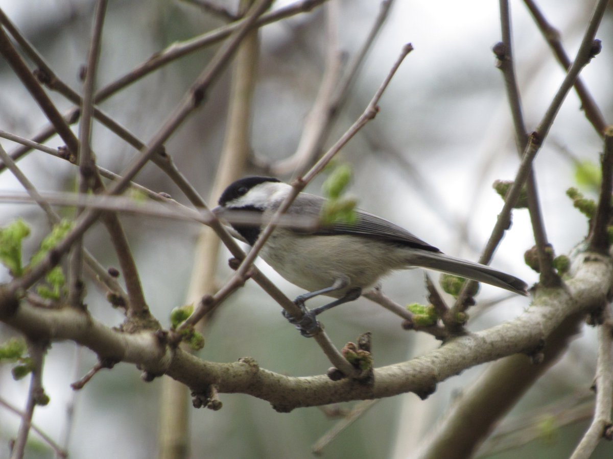 SoaringShayndel's tweet photo. #SundaysBest #photooftheday #photooftheweek #Covid19Life #Covid19birdcount #LifeWithTheBirds
#FloridaHotSpot #LifeChangingInsights #SharingNature
#WildLifeConservation #BringingBirdsBack #ReWildingFlorida #NaturesBest #LoveTheSunShineState
#GetBackToLiving #Peace https://t.co/ngpPnkpfRM