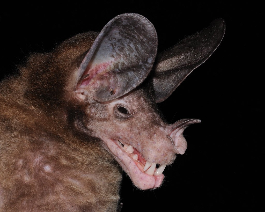 Австралийский ложный вампир. Большой ложный вампир летучая мышь. Ложный вампир (Vampyrum Spectrum),. Травоядный Дракула летучая мышь. Желтокрылый ложный вампир.