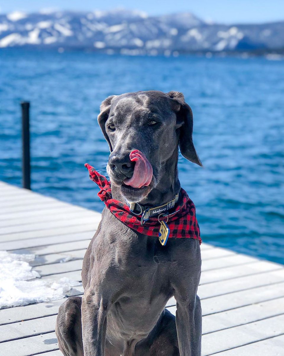 BlueberryPet's tweet photo. "Look ma, I can touch my nose!" says Scooby in his Blueberry Pet 3M reflective collar #dogoftheday #blueberrypetcollar

Photo Credits: @sanfranscooby https://t.co/aOlgdJ1BHD