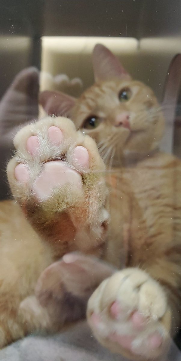 HumaneTampaBay's tweet photo. We want to thank ALL who have donated, adopted, supported our animal hospital, volunteered and everything in-between. Remember both our shelter and animal hospital are still OPEN! Please continue to adopt and bring your pets to our animal hospital for their medical care. https://t.co/QoGep05PbV