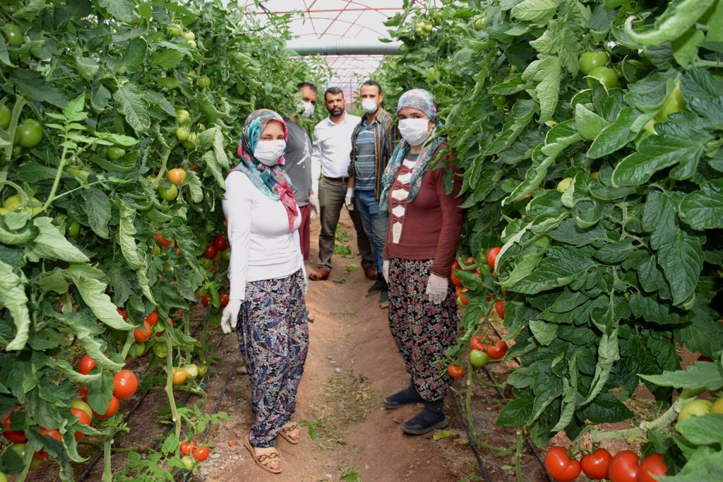 #EvdeKalSebzeYe
#SeninİçinTarladayım #vaka9217
Çiftçiler olarak bizler siz tüketiciler için sağlıklı ürün üretiyoruz. Sizde ülkenin selameti için
#EvdeKal