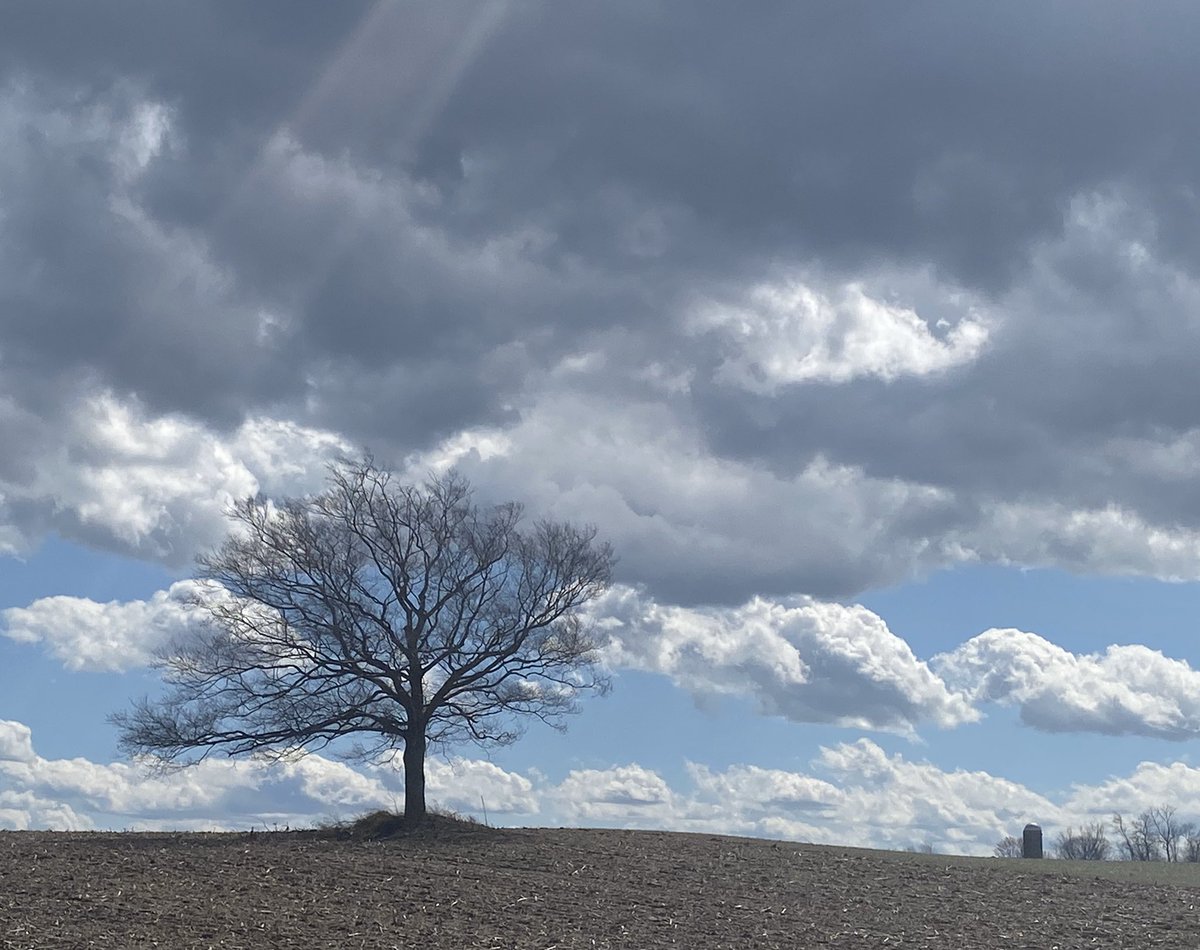 carolzollinger's tweet image. Good afternoon. #bethetree