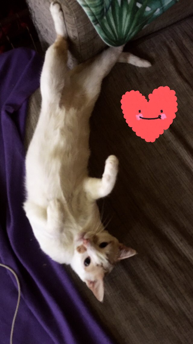 AllAboutManila's tweet photo. My cat George is happy with quarantine life. #adoptdontshop #philippines https://t.co/6d2qODRAlg