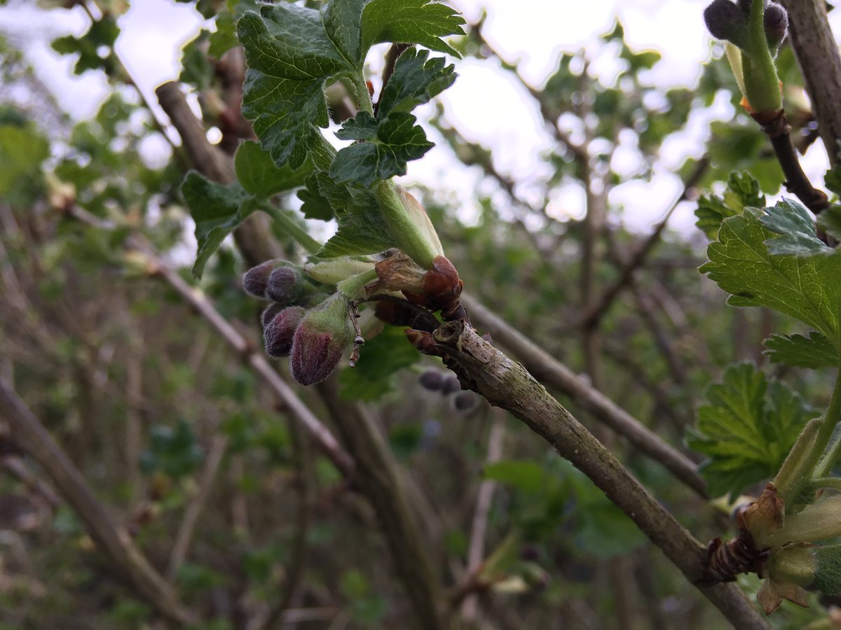 Lockdown day 6. Amid all the grim news, a promise. Jostaberry and greengage buds, unfurling rhubarb leaves.