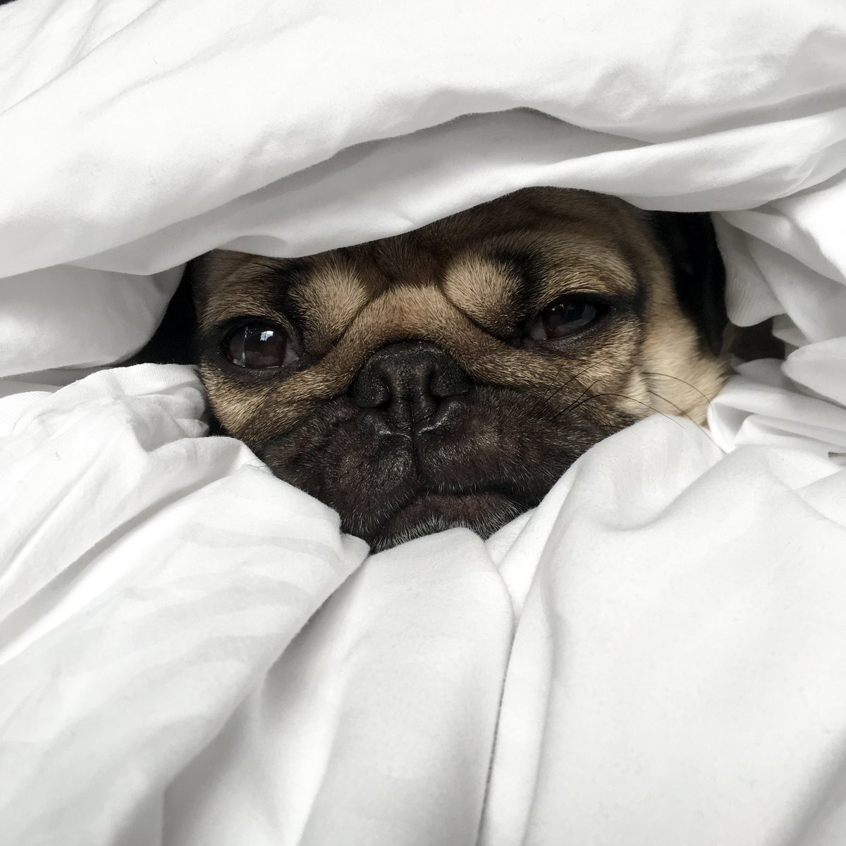 itsdougthepug's tweet photo. Just so u know, I miss u https://t.co/J6EGauKXa2