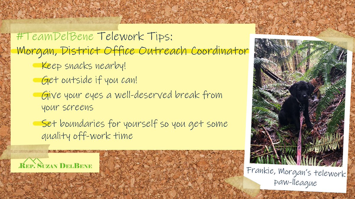 RepDelBene's tweet photo. While we’re stuck indoors, let’s hear from #TeamDelBene’s own Morgan, one of my district office Outreach Coordinators, on how she stays productive while teleworking. #TeleworkTips https://t.co/HdiScFCBZz