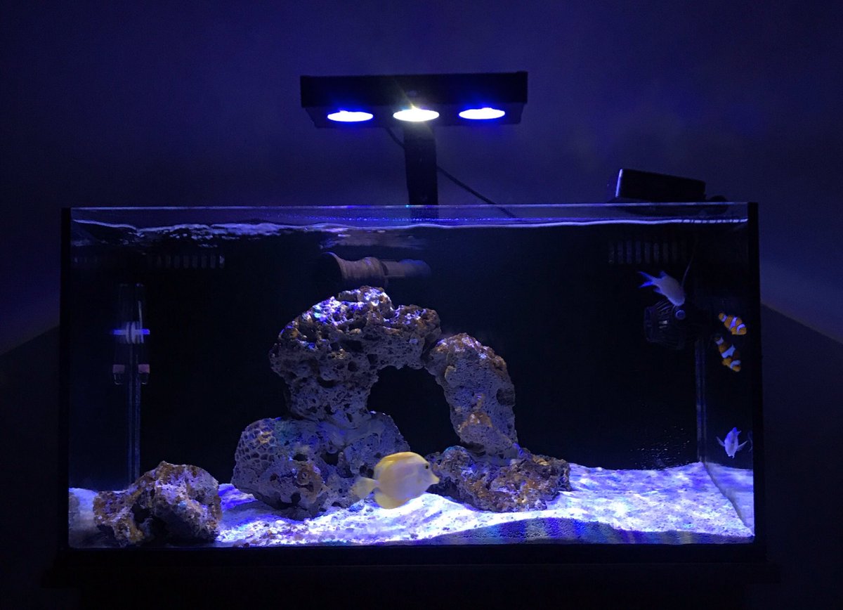 kevin_javellana's tweet photo. Midnight current
#Saltwatertankjourney #saltwatertank #aquarium #reef #NanoTank #FOWLR https://t.co/GyyN1iQjcB