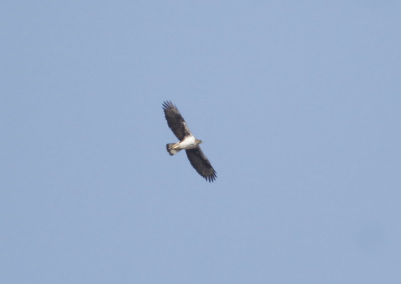 EioRamon's tweet photo. Birdwatching urbà. #Gavà ciutat 1 cigonya blanca 1 àguila cuabarrada com a remarcable. Aguilots, arpella, xoriguer, merla blava... https://t.co/Kh4xotjE6f