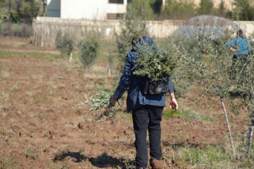 GreenRojava's tweet photo. Make Rojava Green Again book published in Kurdish and Turkish
https://t.co/2h4VuWXJ9O #GreenRojava https://t.co/6mrWuY36vW
