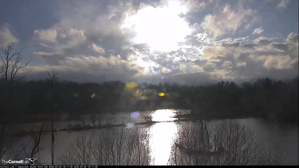 3/29/2020 18:15 EDT  Join us for sunset.......it is a great way to end the day  #PondCam #BirdCams