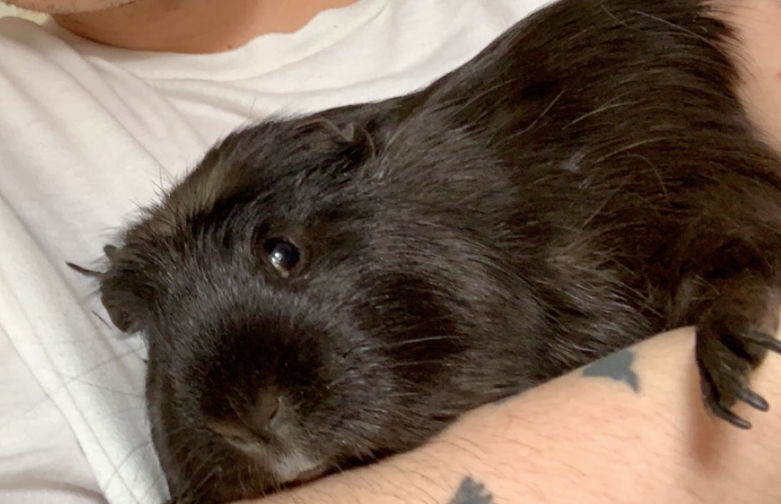 Lil_Piglets's tweet photo. Little Max loves a cuddle 🐾🐽💕 #GuineaPigs #Cavy https://t.co/G342IK9BY6