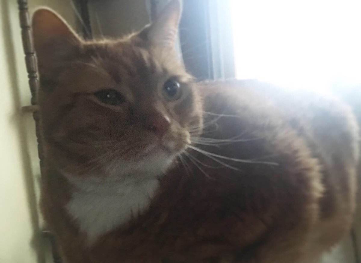 TheDailySimba's tweet photo. Simba is def the darling of the household. Everybody stay healthy! β€οΈ #LoveMyCat #CatsofTwitter #catsofinstagram #TheDailySimba #Catlife π»π₯° https://t.co/YTV8cIfWgd