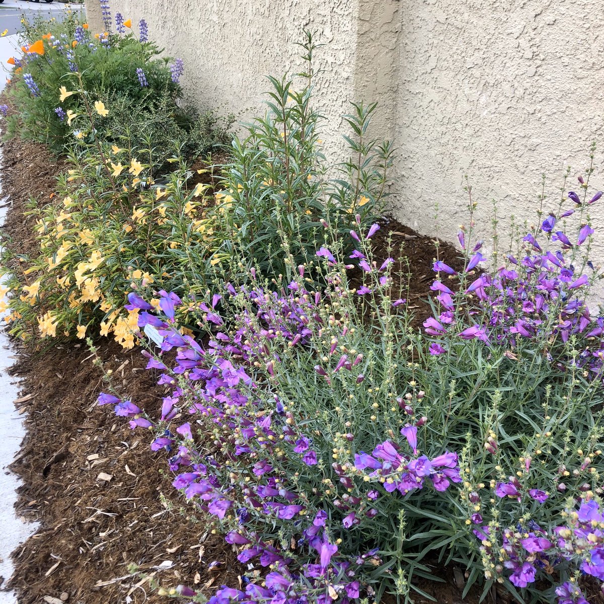 Margarita BOP Penstemon, orange monkeyflower, and some CA poppies and arroyo lupines showing off along the sidewalk out front of mi casa.  California native flowers are INCREDIBLE!