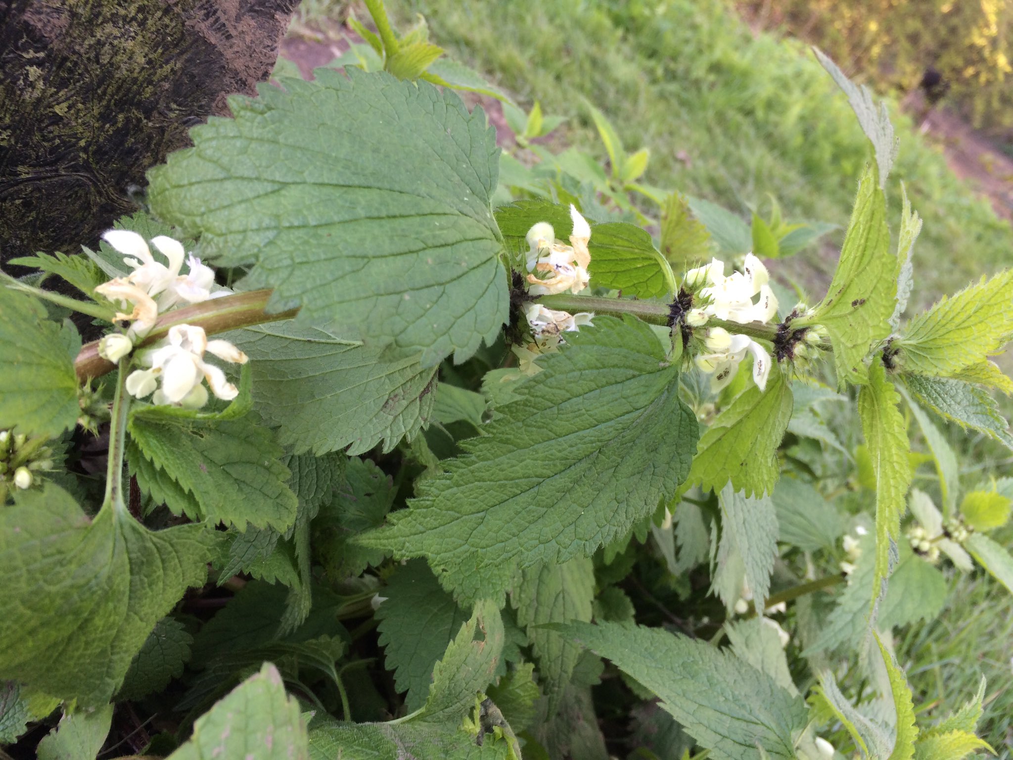 カニササレアヤコ Uk はじめて見たセイヨウイラクサの花 日本のと全然ちがいますねー こんなに可憐な花が咲くとは