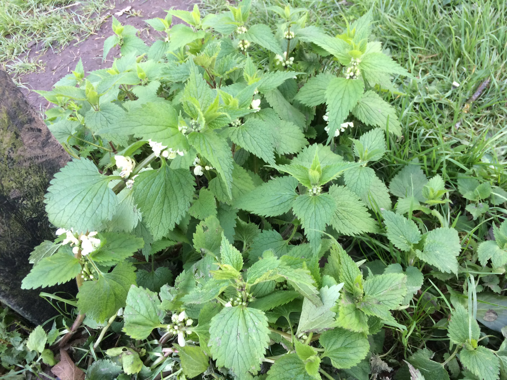 カニササレアヤコ 雅楽芸人 はじめて見たセイヨウイラクサの花 日本のと全然ちがいますねー こんなに可憐な花が咲くとは T Co B5tpxe1pje Twitter カニササレアヤコ 雅楽芸人 はじめて見たセイヨウイラクサの花 日本のと全然ちがいますねー こんなに可憐な花が咲くとは T Co B5tpxe1pje Twitter