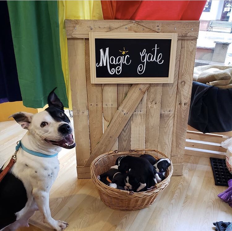 HappyDogBarkery's tweet photo. Special guests at the #magicgate today! Oreo and her 8 cuties! 🐶 #puppylove #fosterdog #happydogbarkery #dogsoftwitter #SundayMorning https://t.co/saY6rIG7Yo