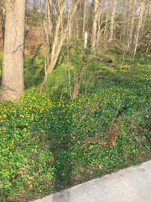 's Media: Me, and my shadow, taking a run at Lake Accotink #TrailRunning #MarathonTraining https://t.co/b7wGf 's Media: Me, and my shadow, taking a run at Lake Accotink #TrailRunning #MarathonTraining https://t.co/b7wGf